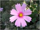 flor malva