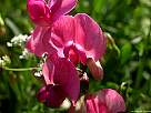 guija de hoja estrecha, lathyrus sylvestris