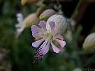 flor de collejas, silene vulgaris