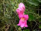 foto de flor antirrhinum majus , conejetes , boca de drag�n