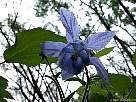 foto de flor de aguile�a pirenaica - aquilegia pyrenaica
