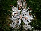 foto de flor asphodelus albus