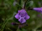 foto de flor azul