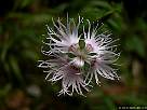 foto de flor clavelina de Montpellier - Dianthus hyssopifolius L.