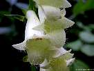 foto de flores de digitalis lutea , digital amarilla