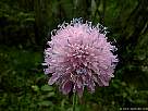 foto de flor de escabiosa