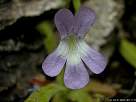 foto de flor pinguicula longifolia , grasilla pirenaica - atrapamoscas