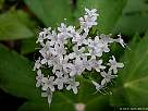 foto de flores de valeriana pyrenaica