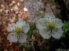 foto de flores blancas