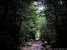 foto de paisaje de Ordesa , recorrido de la faja canarellos, luces y sombras por el bosque de las hayas