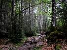 foto de paisaje de Ordesa , recorrido de la faja canarellos, por el bosque de las hayas