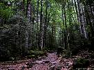foto de paisaje de Ordesa , recorrido de la faja canarellos , umbr�a del bosque de las hayas