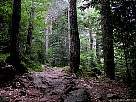 foto de paisaje de Ordesa , recorrido de la faja canarellos , camino por el bosque de las hayas