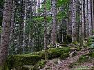 foto de paisaje de Ordesa , recorrido de la faja canarellos , hayas y musgo sobre las piedras