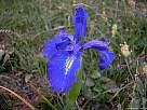 foto de flor de lirio azul, iris latifolia