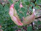 foto de vainas y hojas de leguminosae espantalobos , baguenaudier , bladder senna , colutea brevialata ( Colutea arborescens s. gallica ) cubiertas de gotas de lluvia