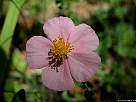 fotografia de flor de perdiguera rosada - Helianthemum nummularium