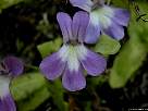 fotografia de flor de grasilla de hoja larga o pirenaica - Pinguicula longifolia