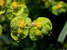 fotografia de lechetrezna, Euphorbia cyparissias