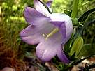 foto de flor campanilla