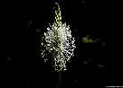 fotografia de flor llanten mediano - Plantago media