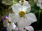 fotografia de flor oreja de oso blanca - Ramonda myconi