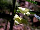 fotografia de flor digital amarilla - digitalis lutea