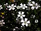 fotografia de flores blancas