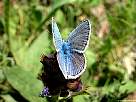 foto de mariposa azul