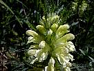 fotografia de flor de gallaritos - pedicularis