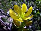 fotografia de flor de Genciana - Gentiana lutea