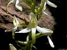 fotografia de flor de satirion oficinal - Plantanthera bifolia