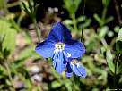 foto de flor azul de veronica