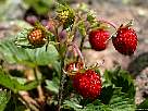 foto de fresas silvestres