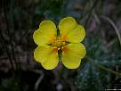 foto de flor amarilla