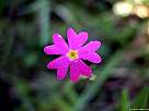 foto de flor de primavera harinosa, primula farinosa