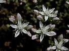 foto de flores blancas de uva de gato, sedum album