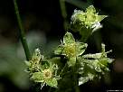 foto de flores de alquimila alpina, alchemilla alpina