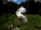 foto de junco lanudo, eriophorum angustifolium