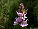 foto de flores orquideas satirion manchado, dactylorhiza maculata