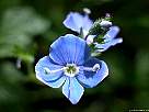 foto de flor azul de veronica