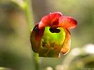 foto de flor scrophularia nodosa , Hierba de los Lamparones (E) , Common Figwort (I), Knotige Braunwurz (A) , Scrophulaire Noueuse (F) , Scrofularia nodosa (P) 