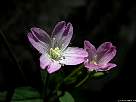 foto de flores malvas