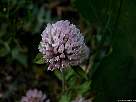 foto de flores de trebol