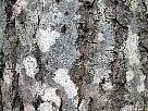 foto de textura de corteza de arbol