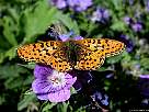 foto de mariposa