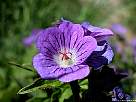 foto del flor malva del geranio de bosque, geranium sylvaticum