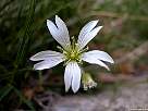 foto de flor blanca de cerastio