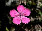 foto de clavellina, dianthus deltoides