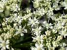 foto de flores blancas